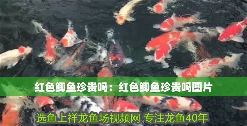 紅色鯽魚珍貴嗎：紅色鯽魚珍貴嗎圖片