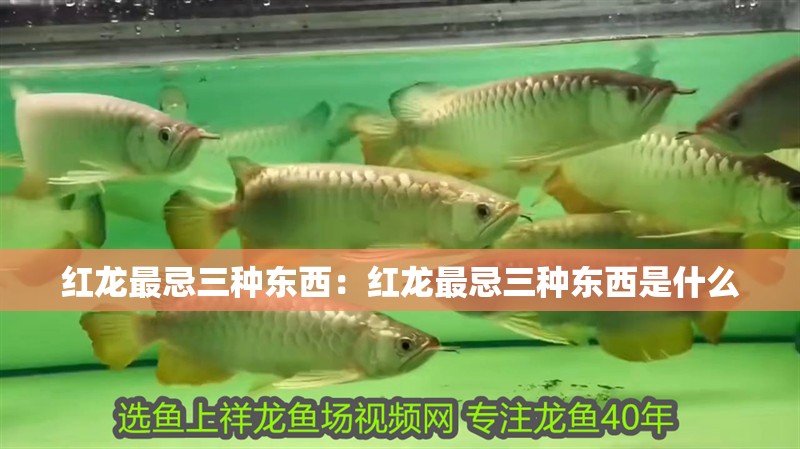 紅龍最忌三種東西：紅龍最忌三種東西是什么