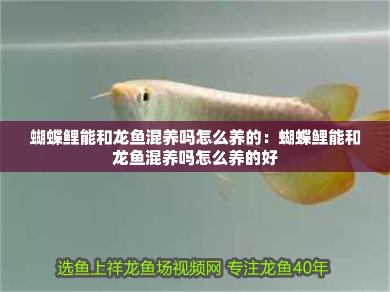 蝴蝶鯉能和龍魚混養(yǎng)嗎怎么養(yǎng)的：蝴蝶鯉能和龍魚混養(yǎng)嗎怎么養(yǎng)的好