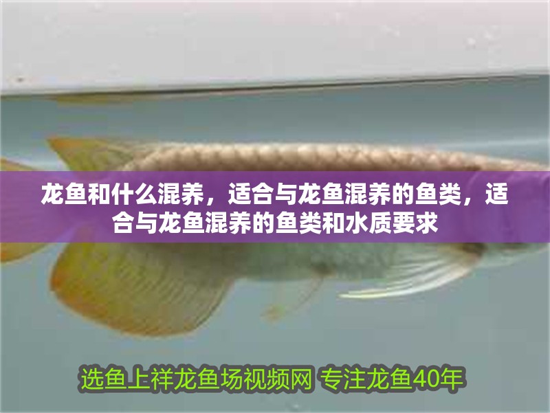 龍魚和什么混養(yǎng)，適合與龍魚混養(yǎng)的魚類，適合與龍魚混養(yǎng)的魚類和水質(zhì)要求