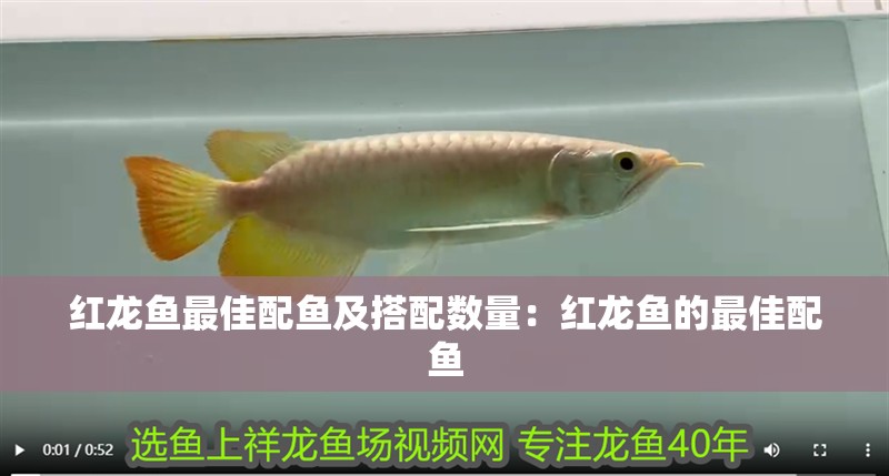 紅龍魚最佳配魚及搭配數量：紅龍魚的最佳配魚