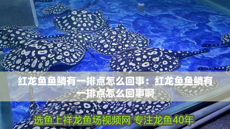 紅龍魚魚鱗有一排點怎么回事：紅龍魚魚鱗有一排點怎么回事啊