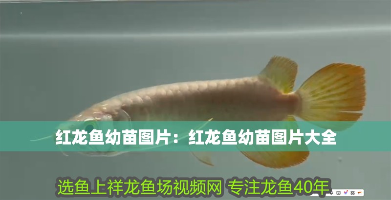 紅龍魚幼苗圖片：紅龍魚幼苗圖片大全