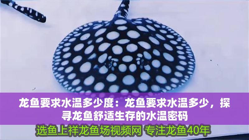 龍魚要求水溫多少度：龍魚要求水溫多少，探尋龍魚舒適生存的水溫密碼