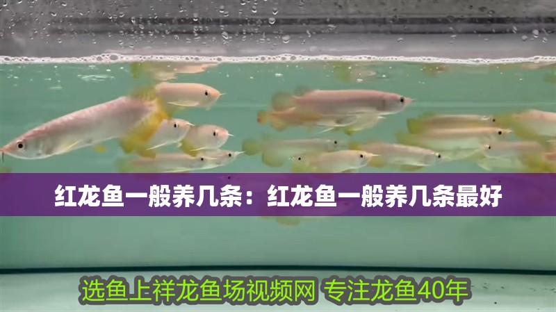 紅龍魚一般養幾條：紅龍魚一般養幾條最好