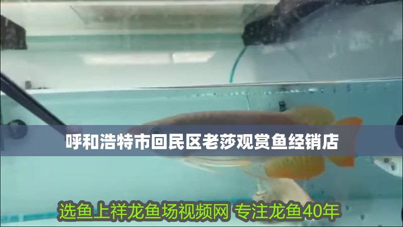 呼和浩特市回民區(qū)老莎觀賞魚經(jīng)銷店