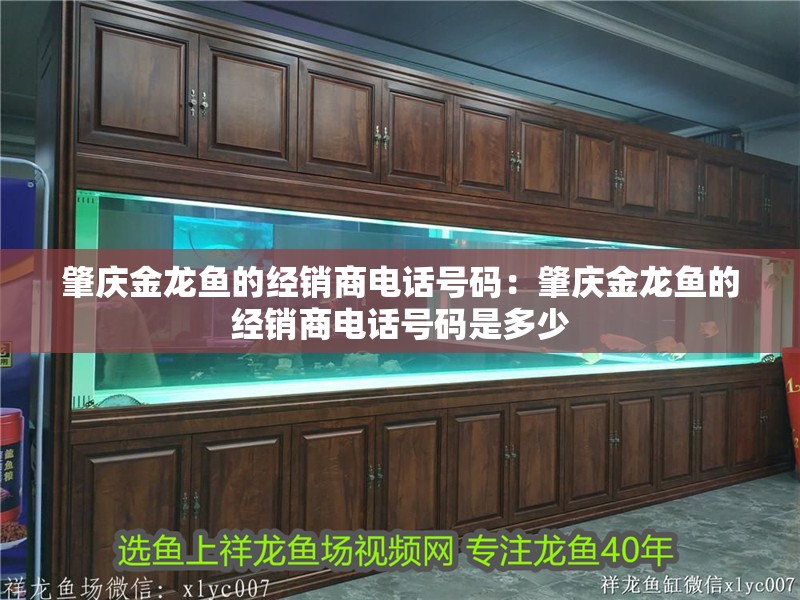 肇慶金龍魚的經銷商電話號碼：肇慶金龍魚的經銷商電話號碼是多少