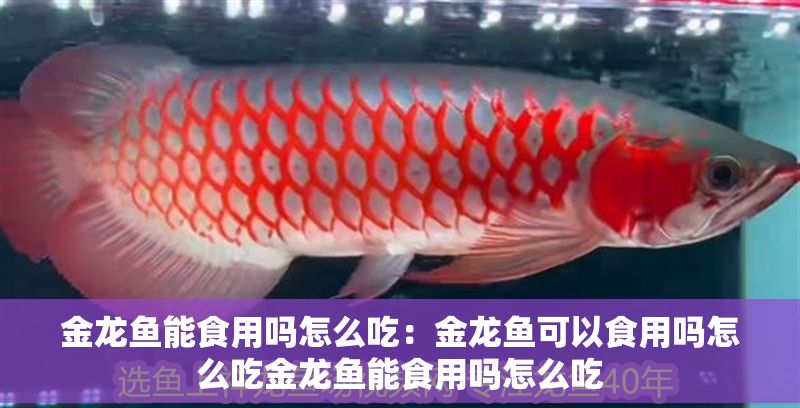 金龍魚能食用嗎怎么吃：金龍魚可以食用嗎怎么吃金龍魚能食用嗎怎么吃