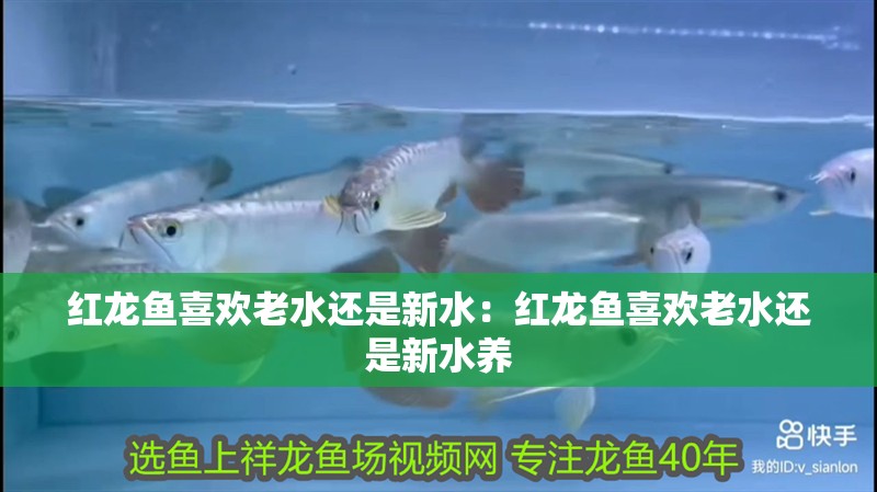 紅龍魚喜歡老水還是新水：紅龍魚喜歡老水還是新水養