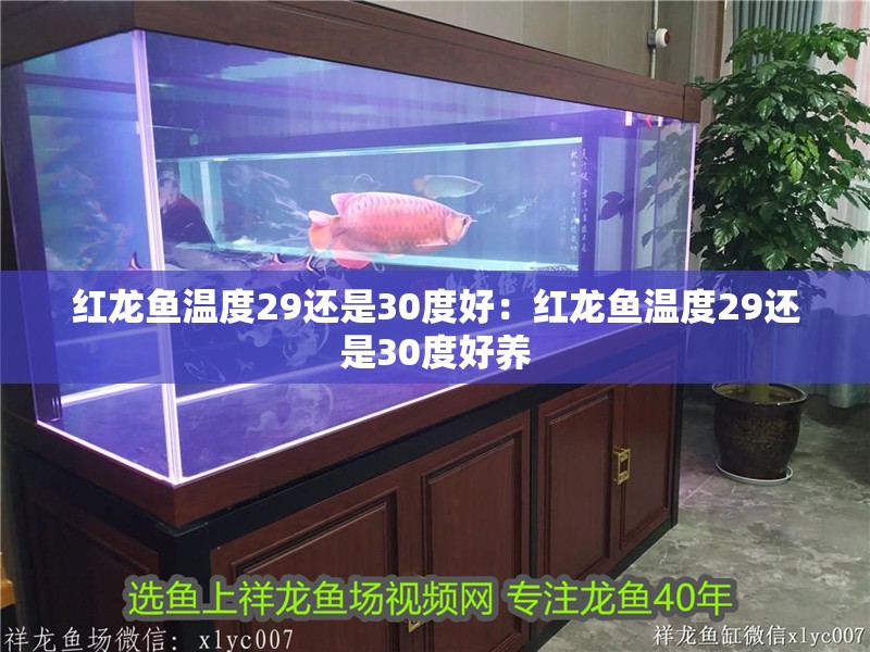 紅龍魚溫度29還是30度好：紅龍魚溫度29還是30度好養(yǎng)