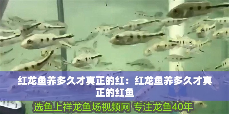 紅龍魚養多久才真正的紅：紅龍魚養多久才真正的紅魚