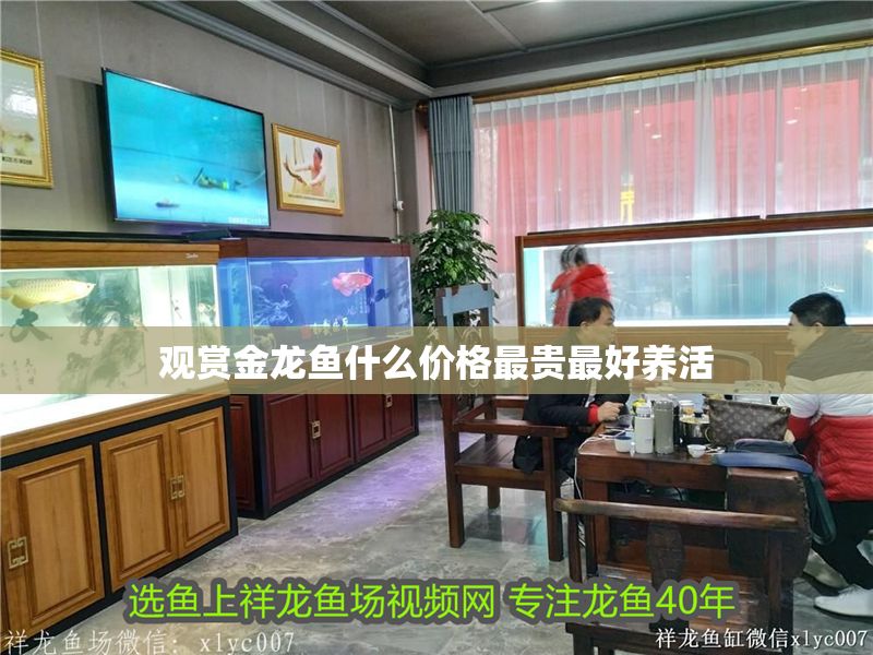 觀賞金龍魚什么價(jià)格最貴最好養(yǎng)活