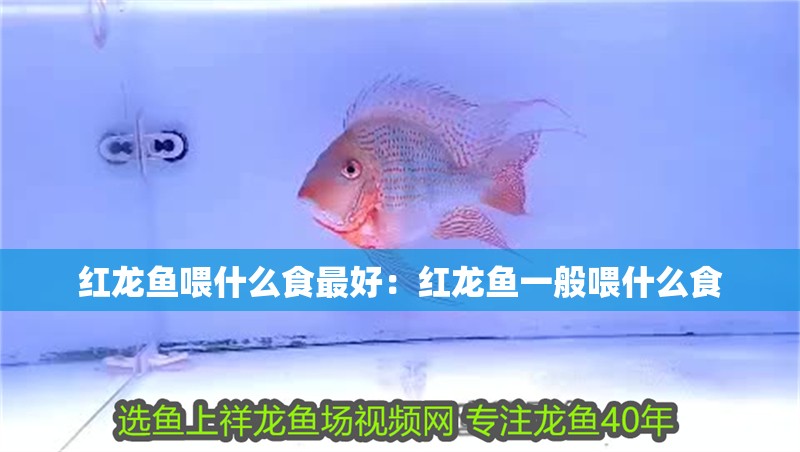 紅龍魚喂什么食最好：紅龍魚一般喂什么食