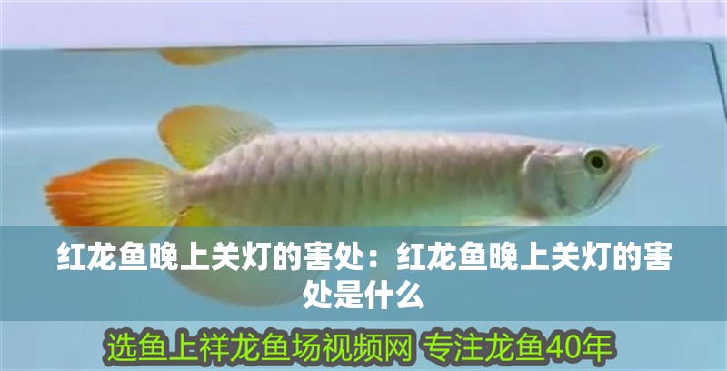 紅龍魚晚上關燈的害處:紅龍魚晚上關燈的害處是什么 龍魚百科 第1張 紅龍魚晚上關燈的害處:紅龍魚晚上關燈的害處是什么 紅龍魚晚上關燈的害處:紅龍魚晚上關燈的害處是什么 龍魚百科 第1張