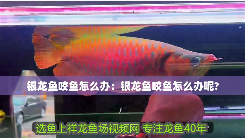 銀龍魚咬魚怎么辦：銀龍魚咬魚怎么辦呢?