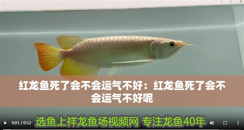 紅龍魚死了會不會運氣不好：紅龍魚死了會不會運氣不好呢
