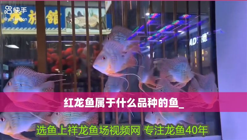 紅龍魚屬于什么品種的魚_