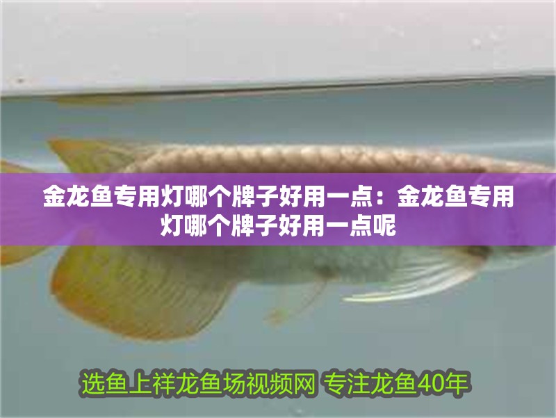 金龍魚專用燈哪個牌子好用一點：金龍魚專用燈哪個牌子好用一點呢 金龍魚專用燈哪個牌子好用一點：金龍魚專用燈哪個牌子好用一點呢 水族問答