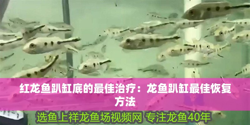 紅龍魚趴缸底的最佳治療：龍魚趴缸最佳恢復(fù)方法