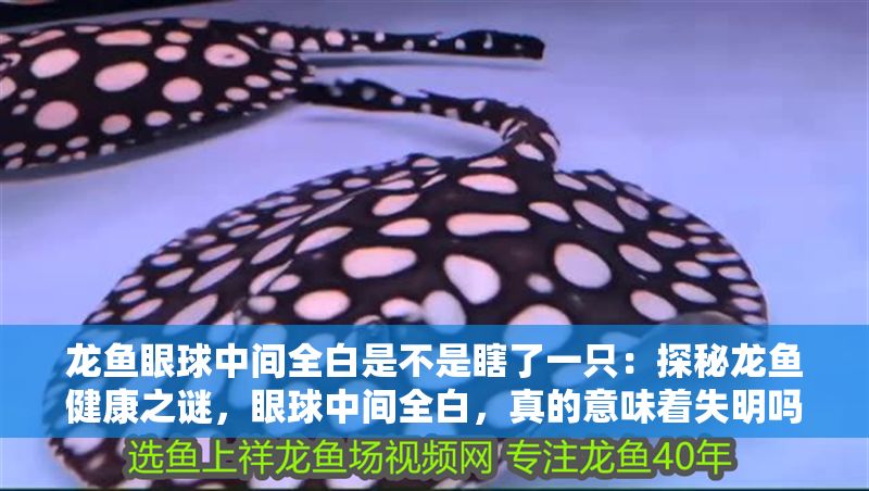 龍魚眼球中間全白是不是瞎了一只：探秘龍魚健康之謎，眼球中間全白，真的意味著失明嗎？ 龍魚眼球中間全白是不是瞎了一只：探秘龍魚健康之謎，眼球中間全白，真的意味著失明嗎？ 龍魚百科 第1張
