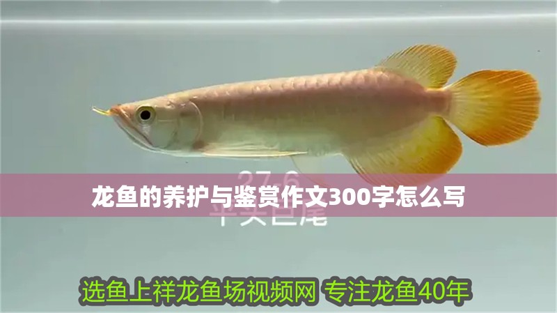 龍魚的養護與鑒賞作文300字怎么寫