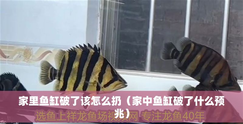 家里魚缸破了該怎么扔（家中魚缸破了什么預兆）