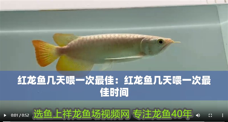 紅龍魚幾天喂一次最佳：紅龍魚幾天喂一次最佳時間