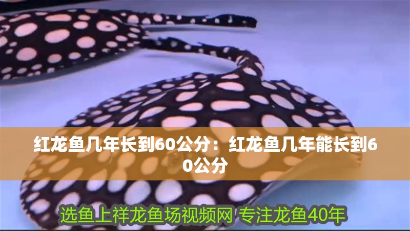 紅龍魚幾年長到60公分：紅龍魚幾年能長到60公分