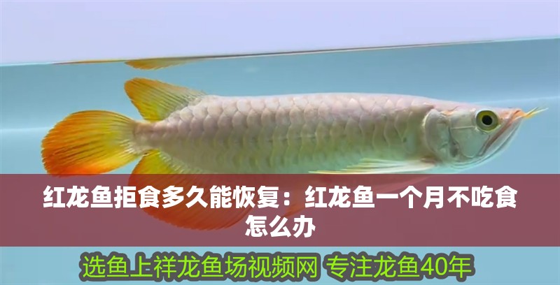紅龍魚拒食多久能恢復(fù)：紅龍魚一個(gè)月不吃食怎么辦