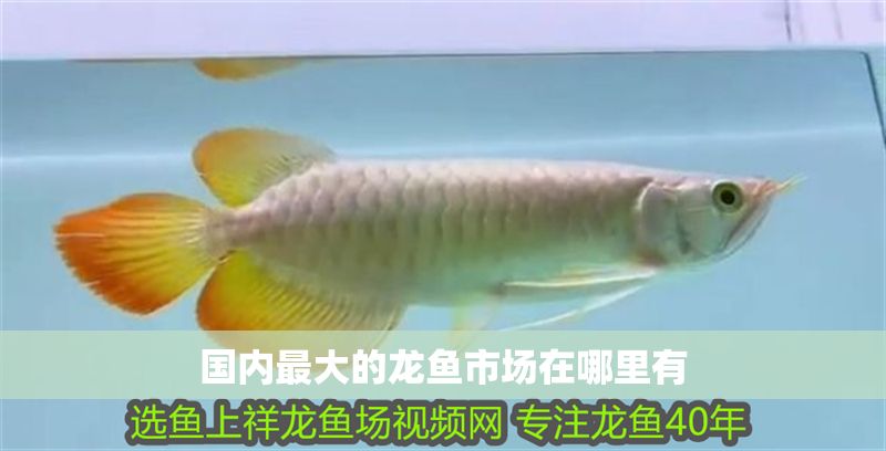 國內最大的龍魚市場在哪里有