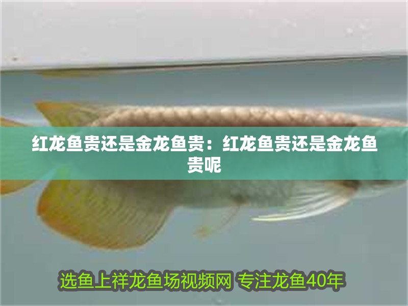 紅龍魚貴還是金龍魚貴:紅龍魚貴還是金龍魚貴呢 龍魚百科 第1張 紅龍魚貴還是金龍魚貴:紅龍魚貴還是金龍魚貴呢 紅龍魚貴還是金龍魚貴:紅龍魚貴還是金龍魚貴呢 龍魚百科 第1張