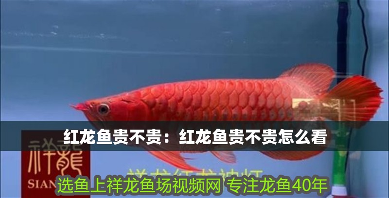 紅龍魚貴不貴:紅龍魚貴不貴怎么看 龍魚百科 第1張 紅龍魚貴不貴:紅龍魚貴不貴怎么看 紅龍魚貴不貴:紅龍魚貴不貴怎么看 龍魚百科 第1張