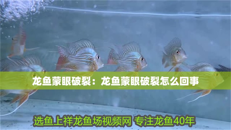 龍魚蒙眼破裂：龍魚蒙眼破裂怎么回事