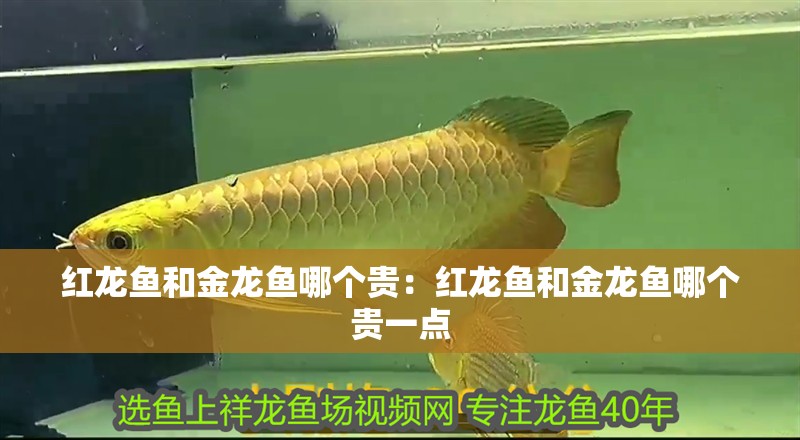 紅龍魚(yú)和金龍魚(yú)哪個(gè)貴：紅龍魚(yú)和金龍魚(yú)哪個(gè)貴一點(diǎn)