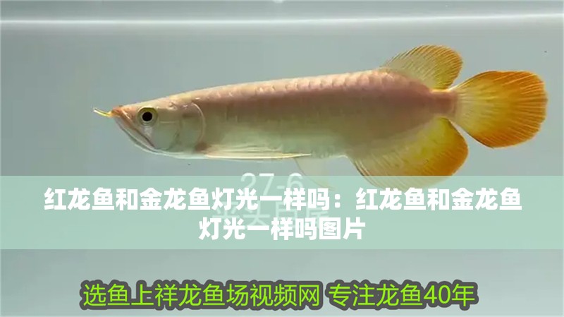 紅龍魚和金龍魚燈光一樣嗎：紅龍魚和金龍魚燈光一樣嗎圖片