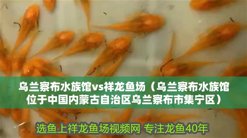 烏蘭察布水族館vs祥龍魚場（烏蘭察布水族館位于中國內(nèi)蒙古自治區(qū)烏蘭察布市集寧區(qū)）