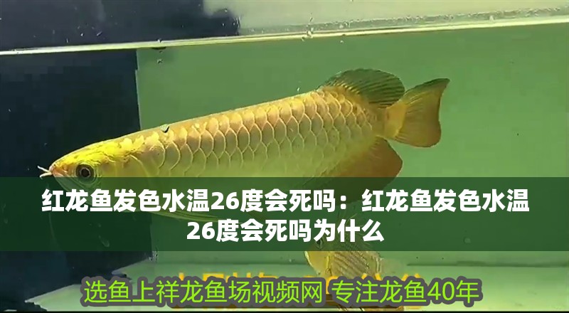 紅龍魚發色水溫26度會死嗎：紅龍魚發色水溫26度會死嗎為什么