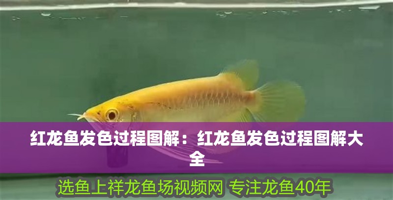 紅龍魚發色過程圖解：紅龍魚發色過程圖解大全