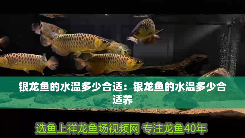 銀龍魚的水溫多少合適：銀龍魚的水溫多少合適養
