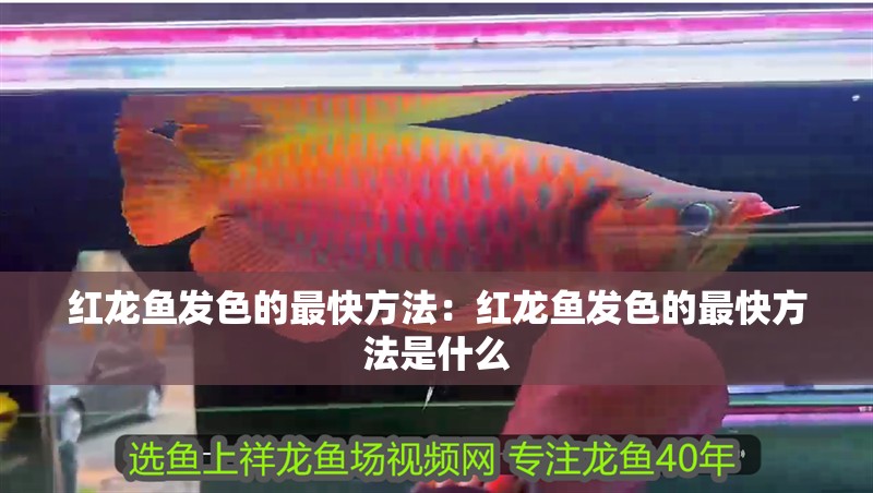 紅龍魚發色的最快方法：紅龍魚發色的最快方法是什么