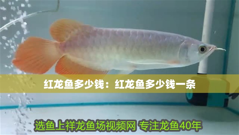 紅龍魚多少錢：紅龍魚多少錢一條