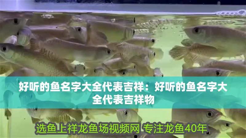 好聽的魚名字大全代表吉祥：好聽的魚名字大全代表吉祥物