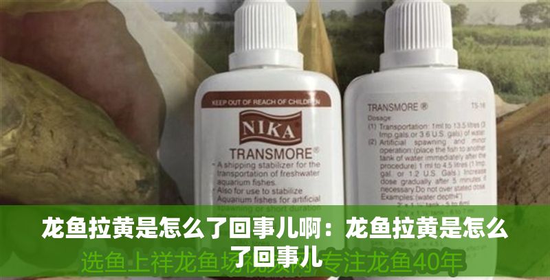 龍魚拉黃是怎么了回事兒啊：龍魚拉黃是怎么了回事兒