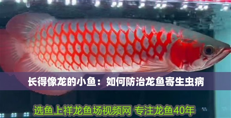 長得像龍的小魚：如何防治龍魚寄生蟲病