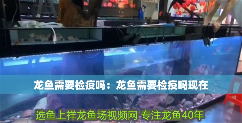 龍魚需要檢疫嗎:龍魚需要檢疫嗎現在 水族問答 龍魚需要檢疫嗎:龍魚需要檢疫嗎現在 龍魚需要檢疫嗎:龍魚需要檢疫嗎現在 水族問答