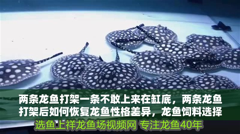 兩條龍魚打架一條不敢上來在缸底，兩條龍魚打架后如何恢復龍魚性格差異，龍魚飼料選擇指南