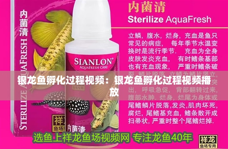銀龍魚孵化過程視頻：銀龍魚孵化過程視頻播放
