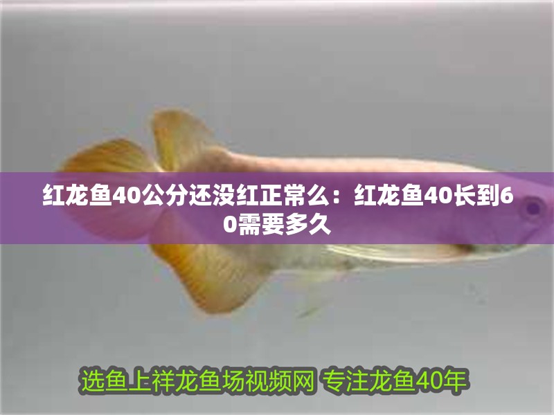 紅龍魚40公分還沒紅正常么：紅龍魚40長(zhǎng)到60需要多久