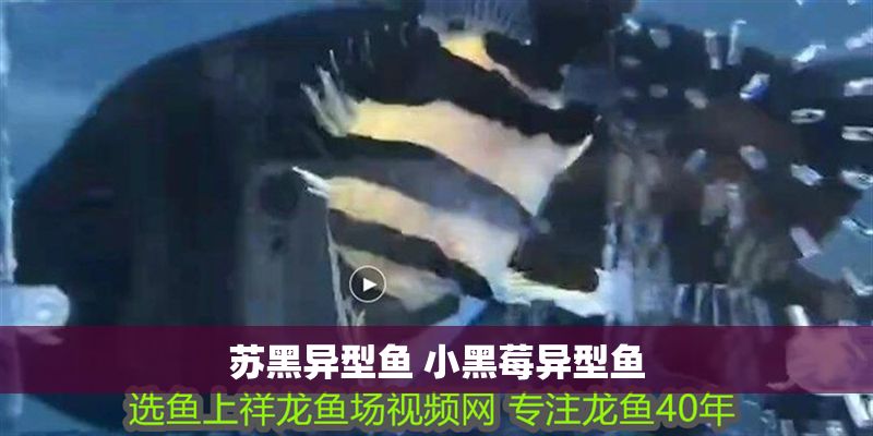 蘇黑異型魚 小黑莓異型魚