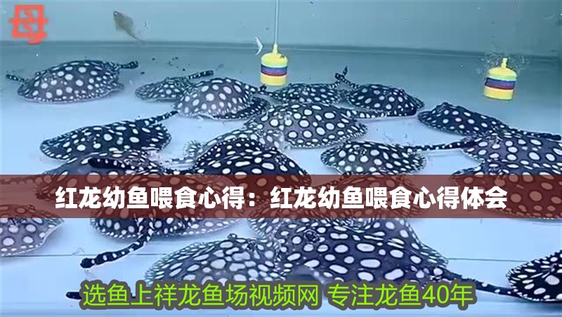 紅龍幼魚喂食心得：紅龍幼魚喂食心得體會